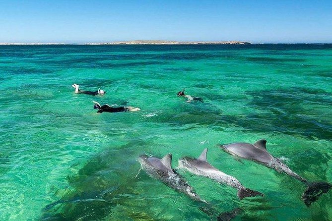 Dolphin Encounters, Ile Aux Benitier & Crystal Rock: Full-Day (Lunch & Transfer) - Relaxation at Ile Aux Benitier