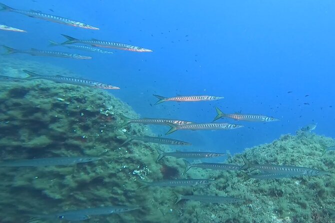 Double Dive in the Capo Carbonara Marine Protected Area, for Patents. - Maximum Number of Travelers