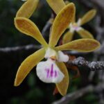 Everglades: Everglades Alligators And Orchids Kayak Eco Tour Kayaking Through Mangrove Forests