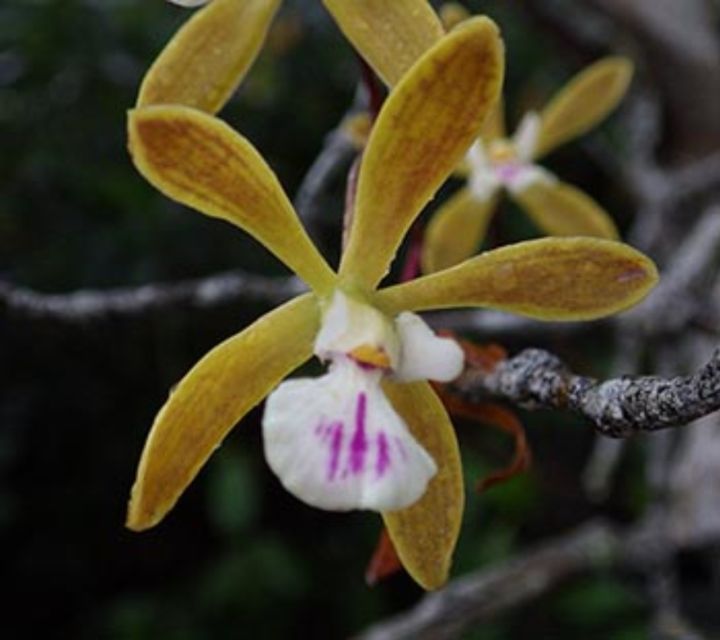 Everglades: Everglades Alligators and Orchids Kayak Eco Tour - Kayaking Through Mangrove Forests