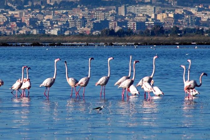 Flamingos Sightseeing Segway Tour - Segway Experience