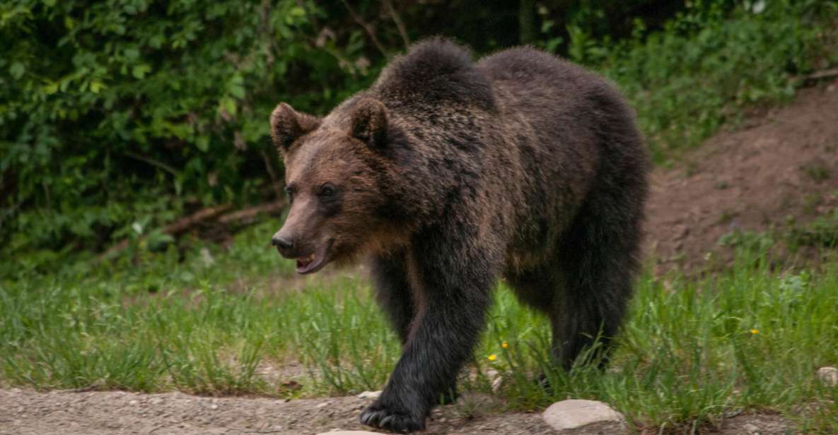 From Brasov: Small-Group Brown Bear Watching Tour - Itinerary Details