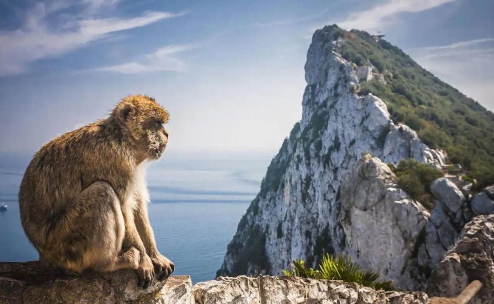 From Málaga/Torremolinos/Benalmádena: Day Trip to Gibraltar - Itinerary and Activities