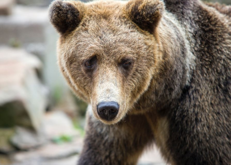 From Rovaniemi: Ranua Arctic Zoo With Entry Ticket - Animal Inhabitants of the Zoo