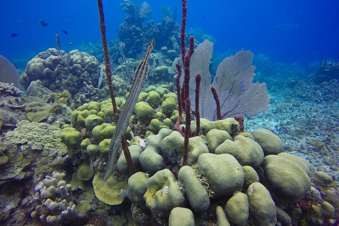 Full-Day Catalina Island Snorkeling Tour From Punta Cana - Moto Catamaran Ride Included