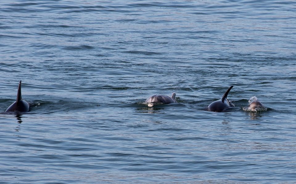 Full-Day Dolphin Watching Tour From Lisbon - Highlights of the Tour