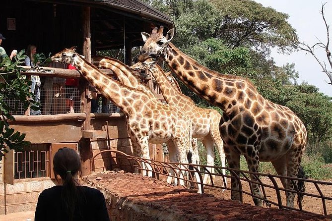 Giraffe Center, Elephant Orphanage and Beads Center - Exploring the Elephant Orphanage