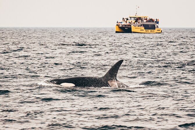 Half-Day Whale Watching Adventure From Victoria - Vessel and Amenities