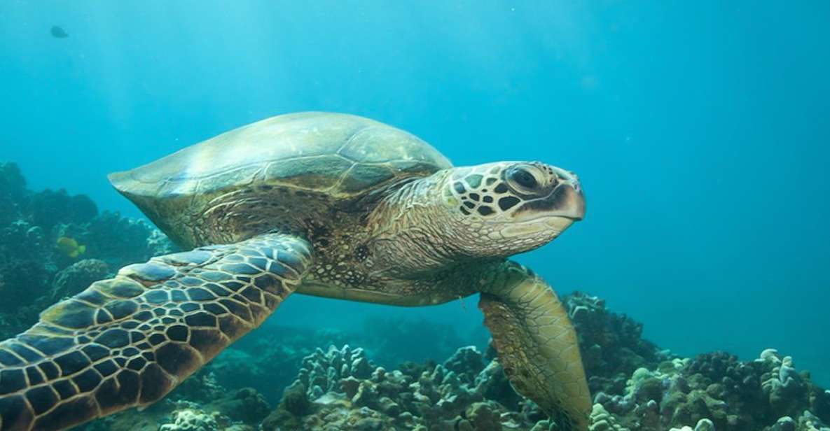 Hilo: Sea Turtle Lagoon and Black Sand Beach Snorkel - Highlights of the Tour