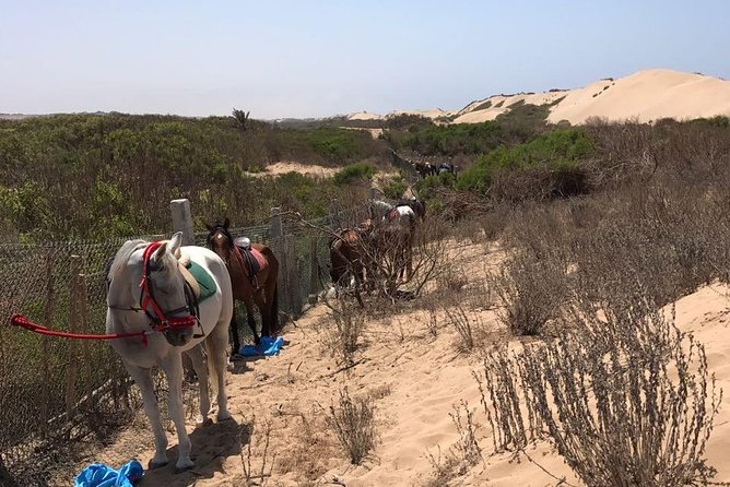 Horse Riding in Agadir National Park - Accessibility and Fitness Requirements