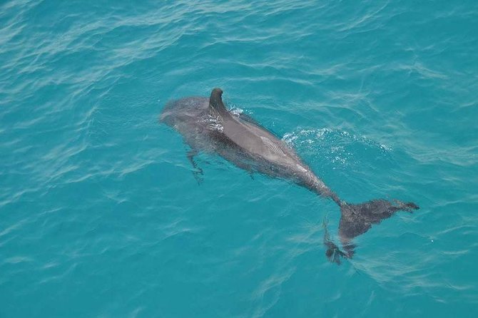 Hurghada Boat Trip to See Dolphins With Snorkeling and Lunch - Inclusions and Whats Covered