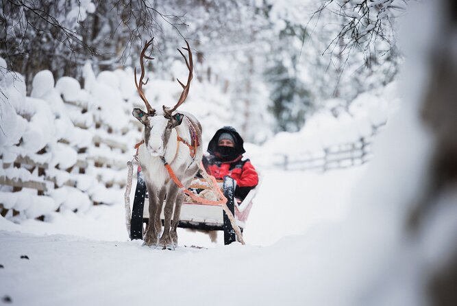 Husky, Reindeer Farm and Santa Village Experience - Reindeer Farm Visit and Ride