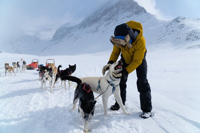 Husky Sledding Tour - Husky Sledding Experience