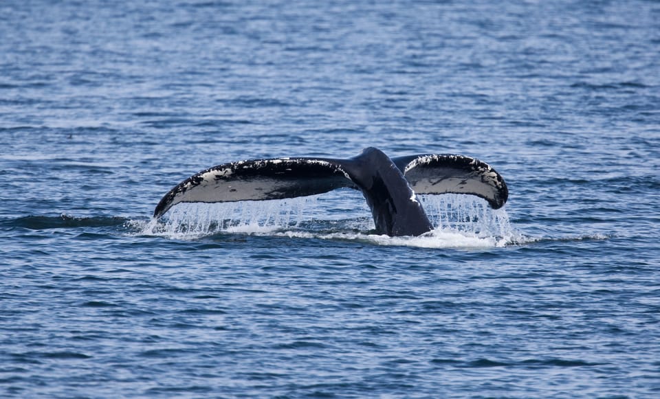 Juneau: Whale Watching and Wildlife Cruise With Local Guide - Cruise Highlights