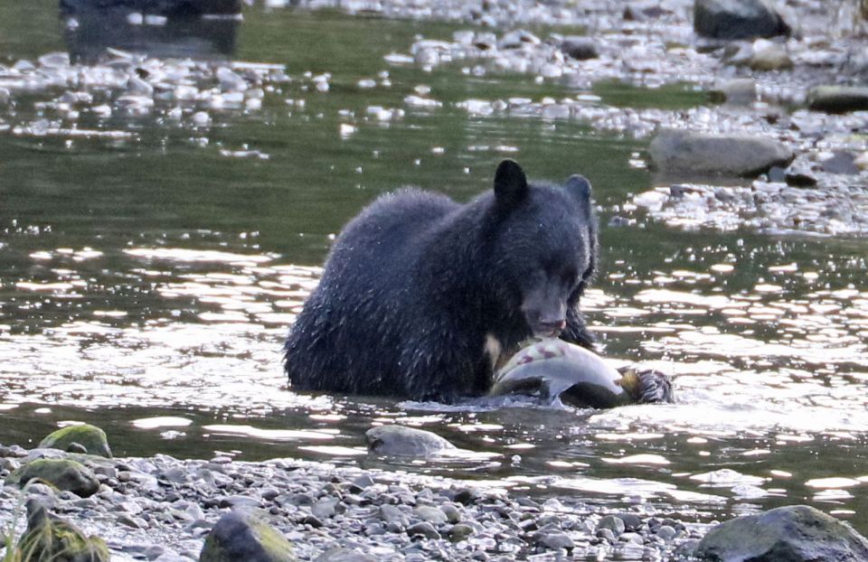 Ketchikan: Totem Pole, Wildlife & City Trolley Tour - Tour Highlights