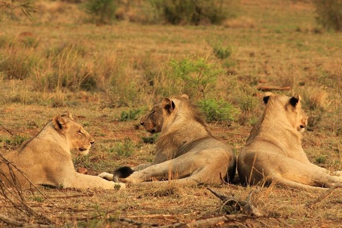 Kruger National Park Sunrise Half-Day Safari Tour - Inclusions and Exclusions