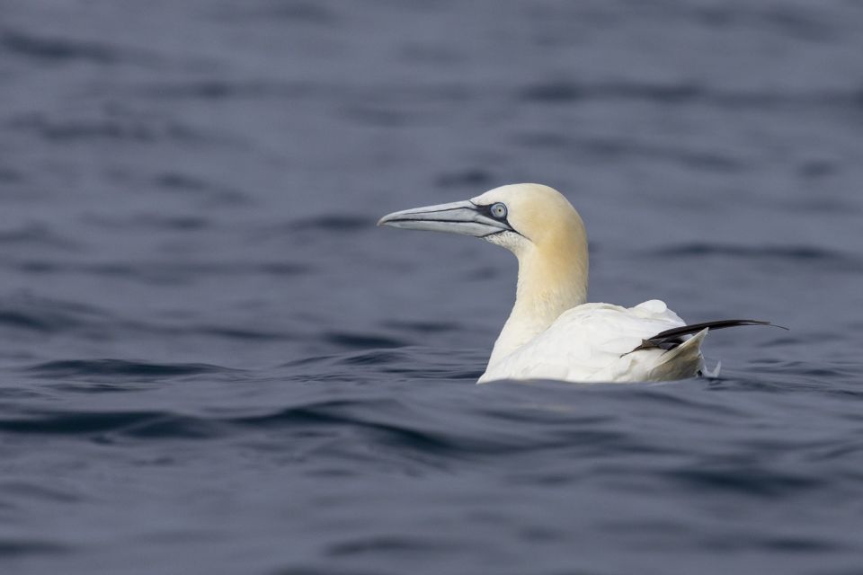 Lisbon: Dolphin Watching With Marine Biologist - Important Information