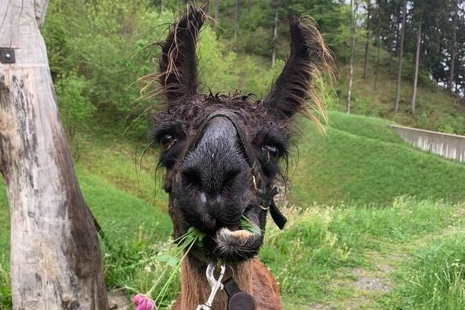 Llama Hike Through the Wonderful Liechtenstein Mountains - Meeting and Pickup