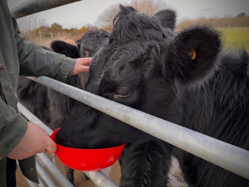 Meet the Mini Moos - Feeding the Mini Moos