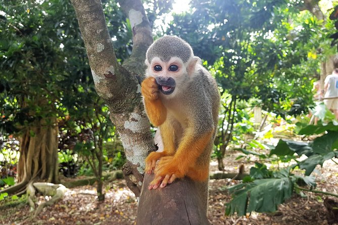 Monkeyland and Plantation Safari From La Romana - Monkeylands Natural Environment