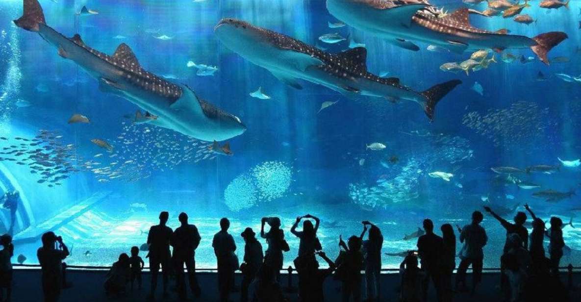 Motobu: Okinawa Churaumi Aquarium Entry E-ticket - Aquarium Experience Highlights