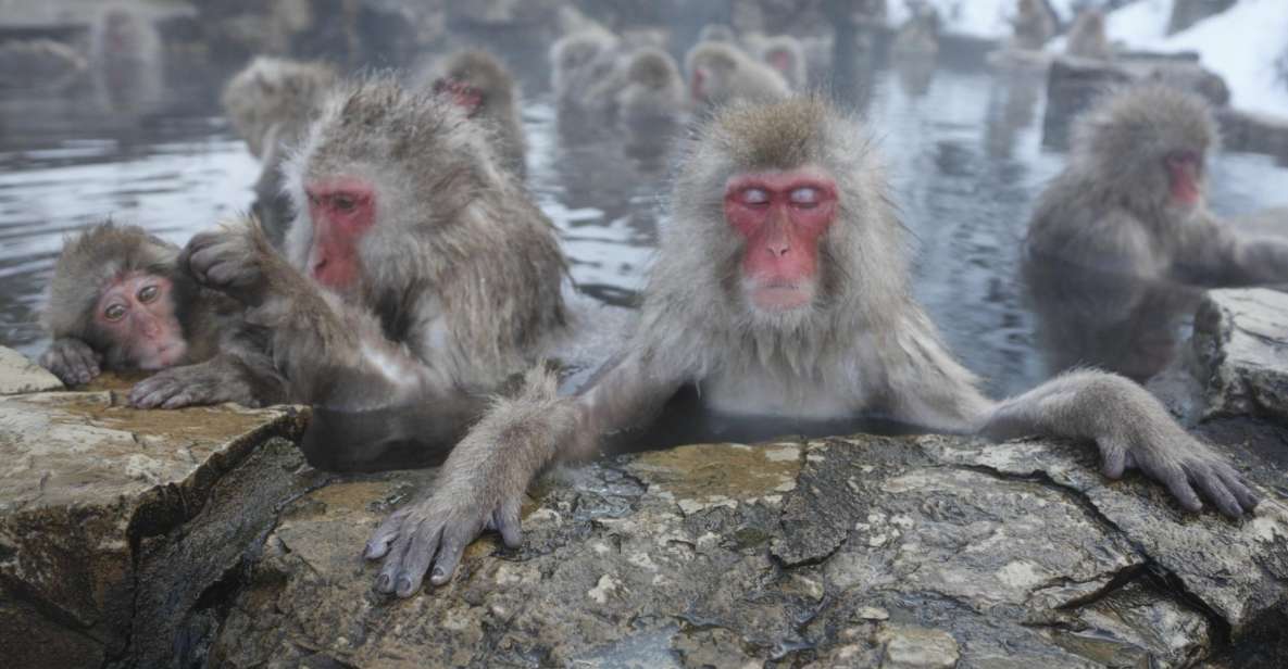 Nagano: Private Transfer Between Station & Snow Monkey Park - Booking and Cancellation