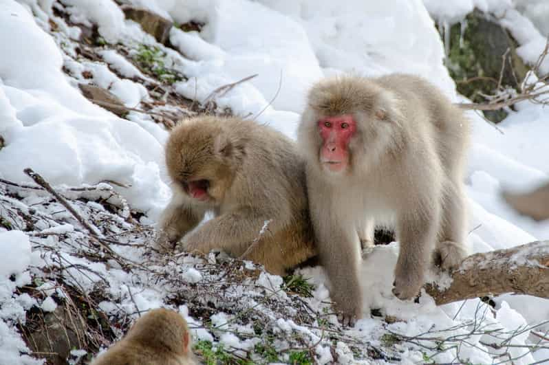 Nagano: Snow Monkeys, Zenkoji Temple & Sake Day Private Tour - Itinerary Highlights