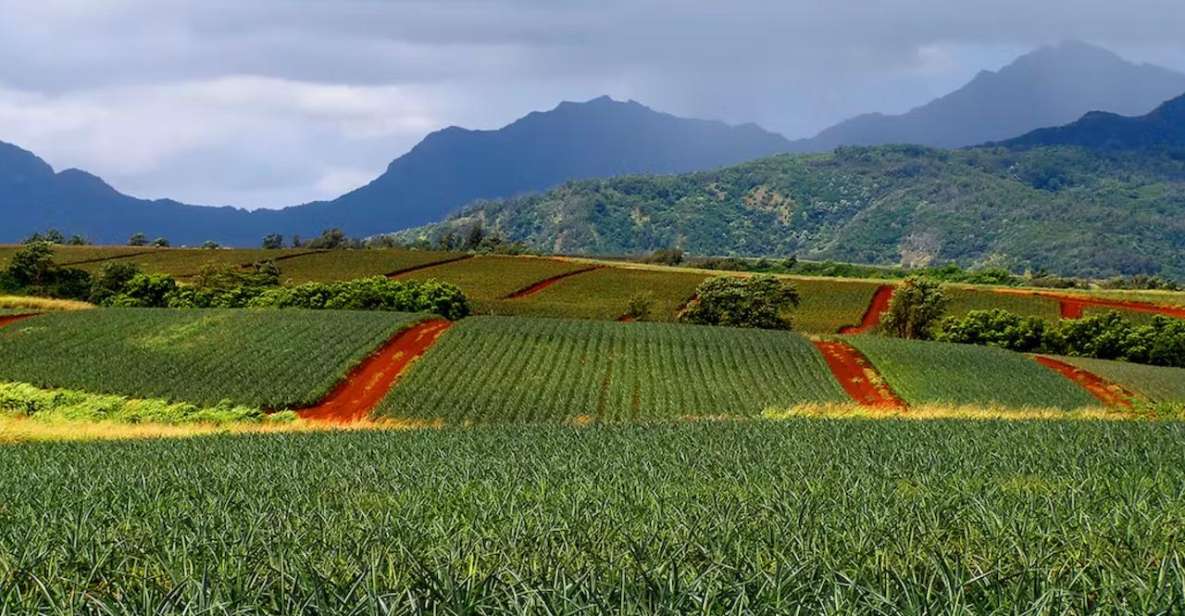 Oahu: North Shore Dole Pineapple Farm Tour - Dole Pineapple Farm Experience