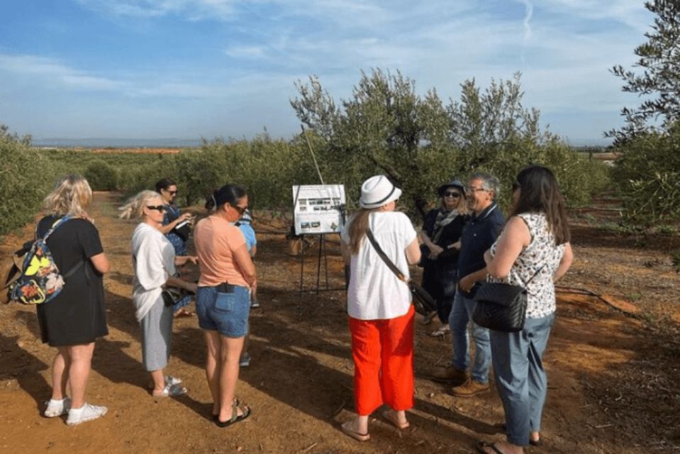 Olive Oil Factory From Sevilla Private Tour - Olive Oil Production Process