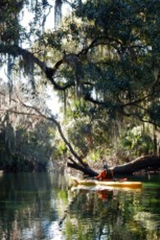 Orlando: Kayaking Tour With Manatee Encounter - Wildlife Encounters