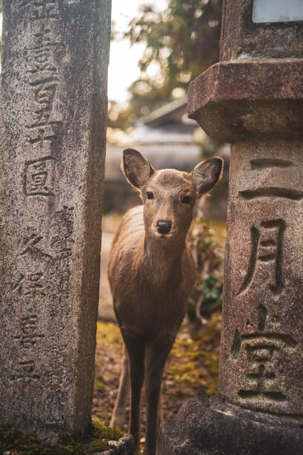 Osaka-Hiroshima Snapshot 6 Day Tour - One Life Adventures - Itinerary Highlights