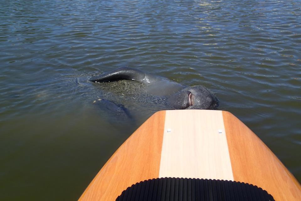 Osprey: Guided Dolphin and Manatee SUP or Kayaking Tour - Highlights of the Experience