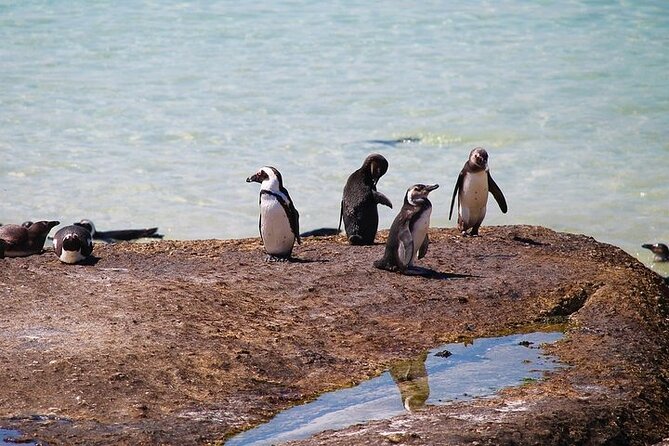 Penguin Encounter Boulders Beach Half Tour Day From Cape Town - Tour Details