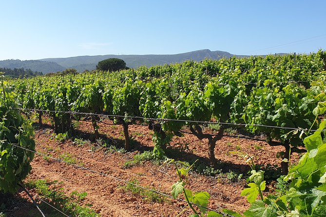 Private Tour of Azeitão / Palmela / Setúbal Wines - Reviews Overview