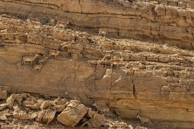 Ramon Crater Jeep Tour From Mitzpe Ramon - Off-Road Adventure Through the Negev