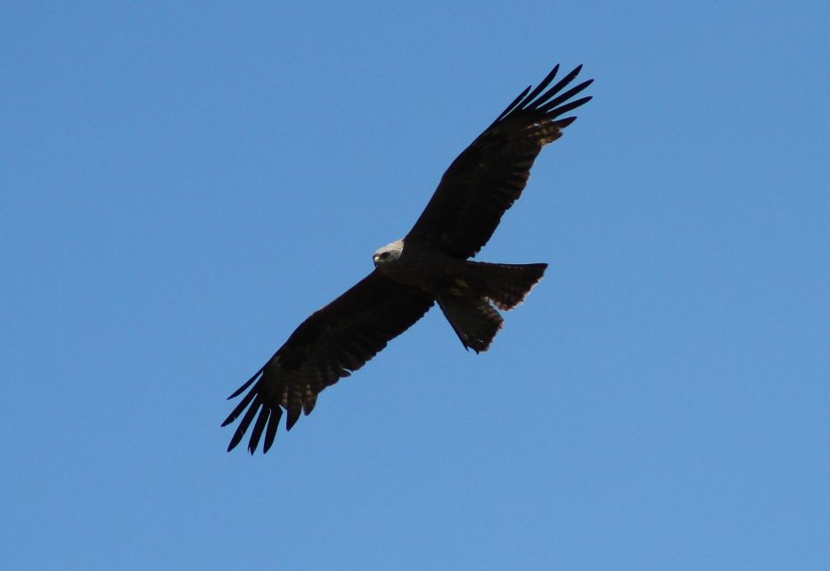 Ria De Aveiro: Birdwatching Tour (Full Day) - Lagoon Exploration