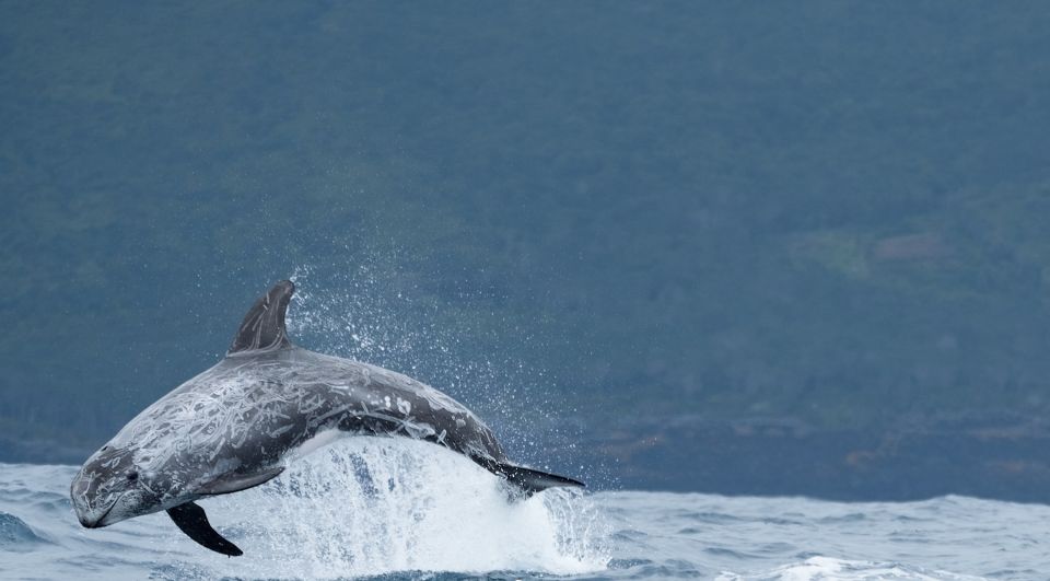 São Miguel: Wild Swimming With Dolphins - Breathtaking Landscape of Sao Miguel