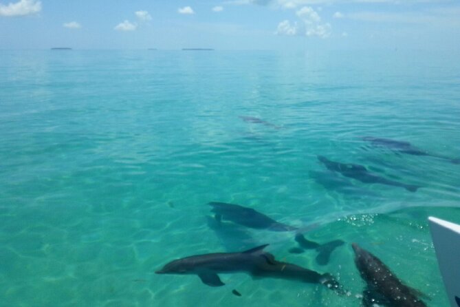 Shallow Water Snorkeling and Dolphin Watching in Key West - Preparing for the Adventure