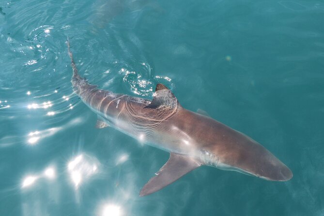 Shark Cage Diving and Viewing From Hermanus - Descending in the Underwater Cage