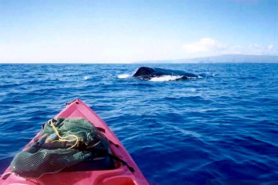 South Maui: Whale Watch Kayaking and Snorkel Tour in Kihei - Experience Highlights