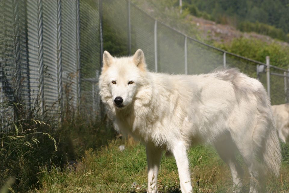 Tidewater: White Wolf Sanctuary Tour and Presentation - Tour Experience