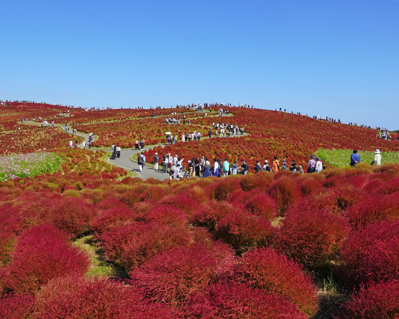 Tokyo:Hitachi Seaside Park and Aquaworld Oarai Aquarium Tour - Pricing and Discounts