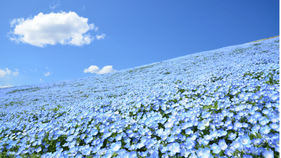 Tokyo:Hitachi Seaside Park and Aquaworld Oarai Aquarium Tour - Included in the Tour