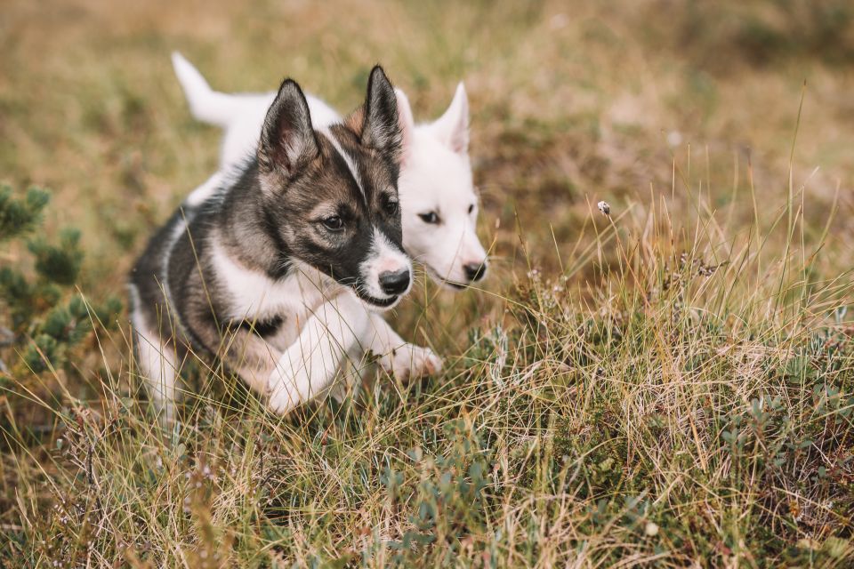 Tromsø: Puppy Training at the Husky Kennel With Lunch - Meet the Alaskan Huskies