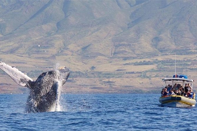 Ultimate 2 Hour Small Group Whale Watch Tour - Experience Highlights