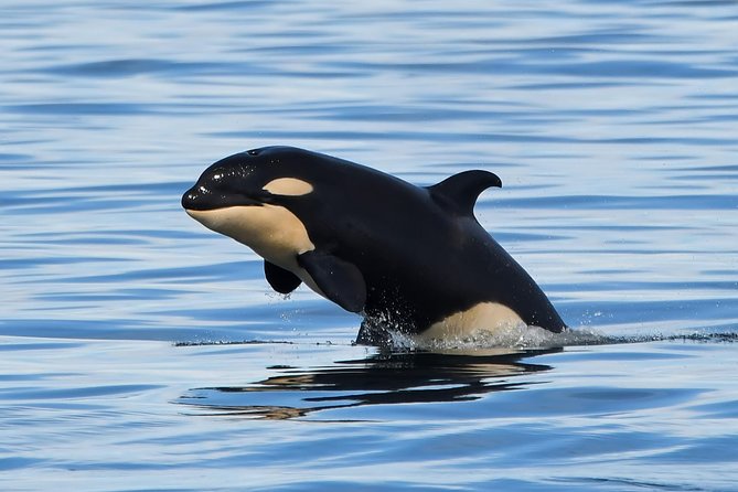 Victoria Whale and Wildlife Cruise - Meeting and Pickup