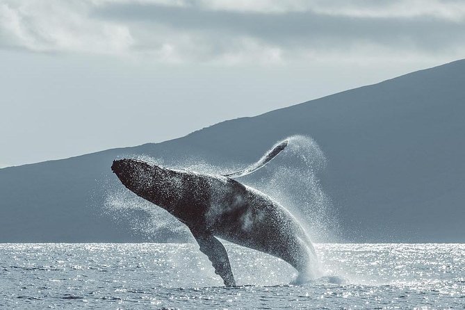 Whale Watching Cruise With Open Bar From Kaanapali Beach - Experience and Activities