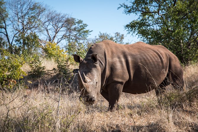 White Rhino Walk in the Mosi Oa Tunya - Rarity and Wildlife