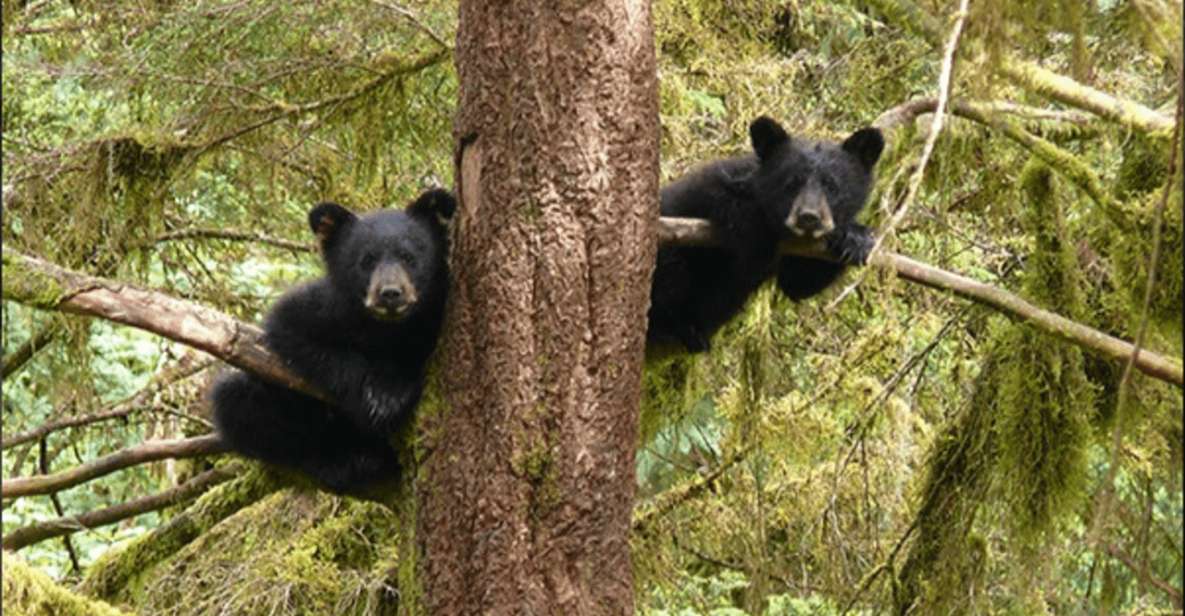 Wrangell: Anan Bear and Wildlife Viewing Adventure - Getting to the Destination