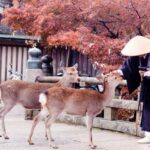 3 Days Private Osaka Kyoto And Nara Tour With English Driver Tour Overview